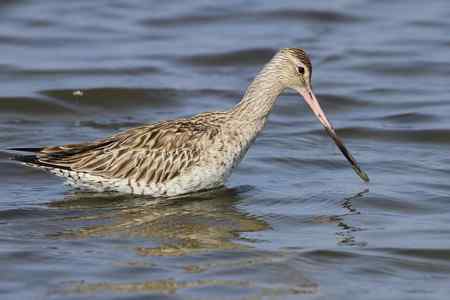 斑尾塍鹬“游泳”