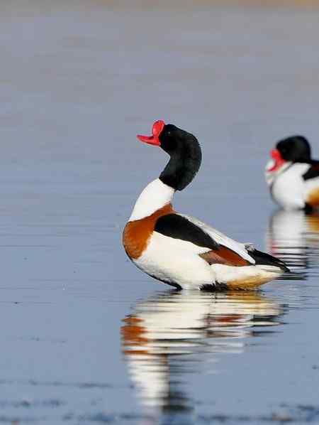 翘鼻麻鸭的故事