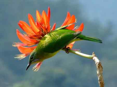 福州国家森林公园的橙腹叶鹎