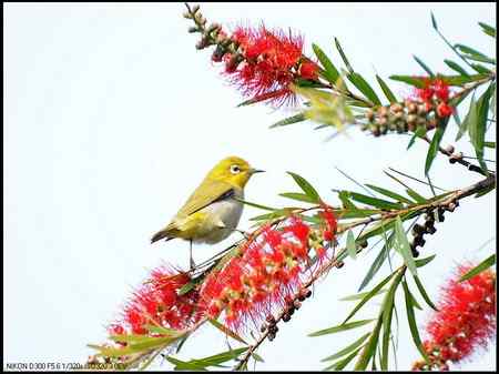 绿羽映红枝——绣眼俏立枝头