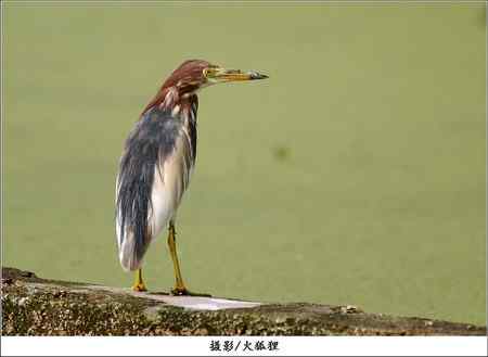 池鹭清晰图一张