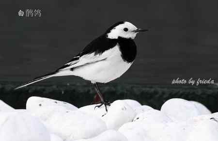 随团出游在台湾拍的鸟