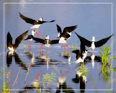 黑翅长脚鹬照片一组