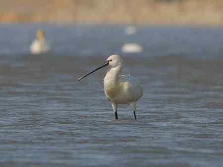 琵琶鹭 摄于科尔沁草原