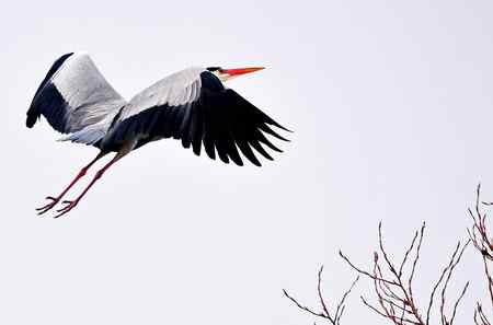 似大鹏展翅（苍鹭）