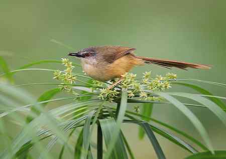 黄腹鹪莺美丽超清晰图组