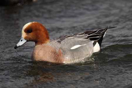 逮着近的赤颈鸭