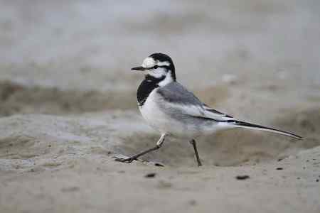 原画幅的白鹡鸰