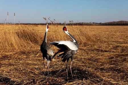 白枕鹤呼唤春意