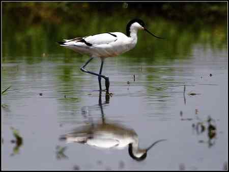 今天收获颇多 发几张综合鸟图 请拍砖！