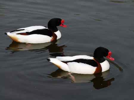 快乐的翘鼻麻鸭