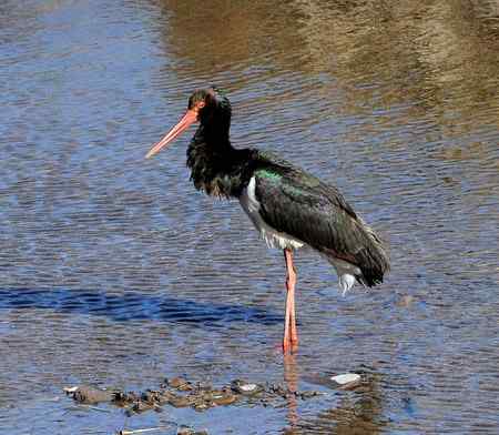 山西拍鸟之黑鹳