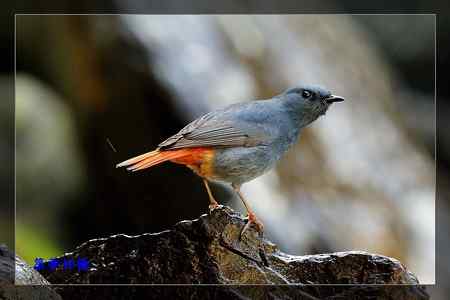 鉛色水鶇 (紅尾水鴝)