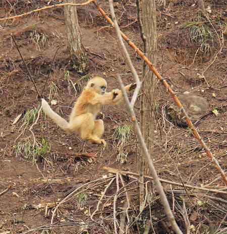 拍鸟拍到了川金丝猴