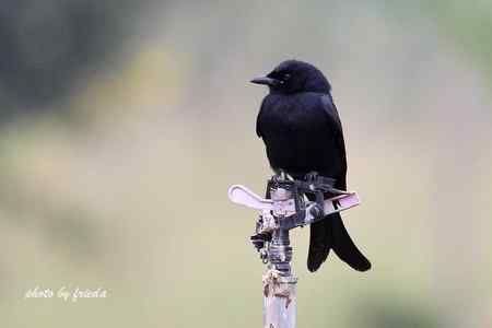 随团出游在台湾拍的鸟