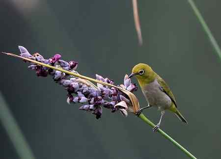 水莲秀眼（花鸟）