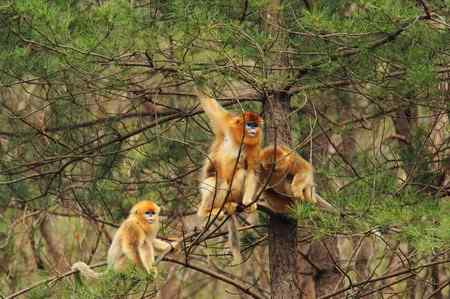 拍鸟拍到了川金丝猴