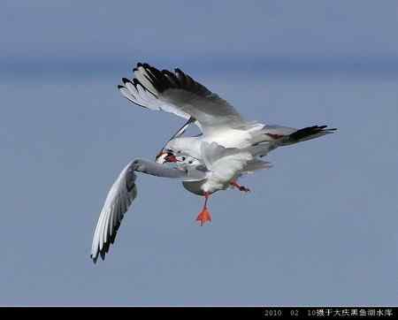 天福野鸟摄影  回放