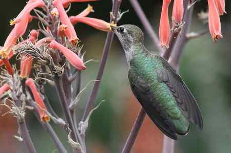 在加州拍的蜂鸟