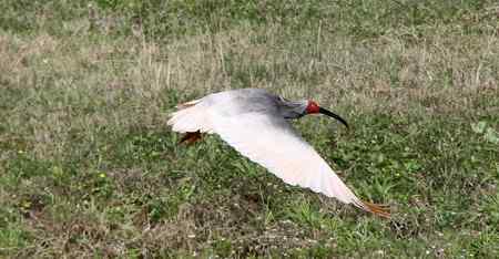 朱鹮白鹭一家亲