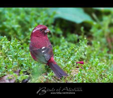 台湾阿里山酒红朱雀 Vinaceous Rosefinch