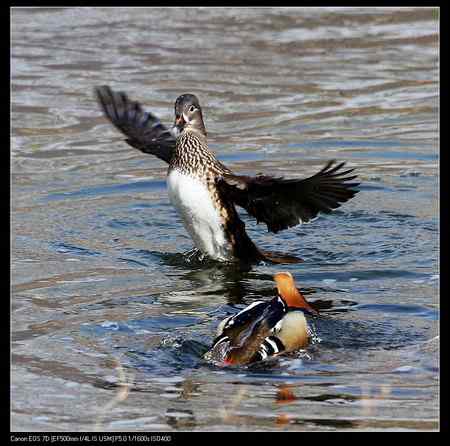 鸳鸯做自由体操