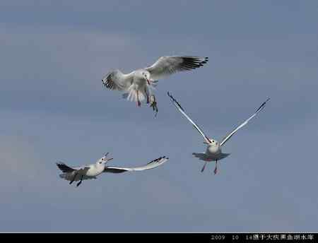 天福野鸟摄影  回放