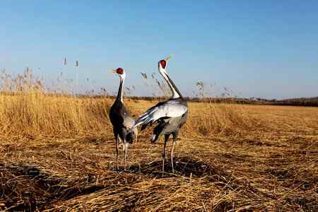 白枕鹤呼唤春意