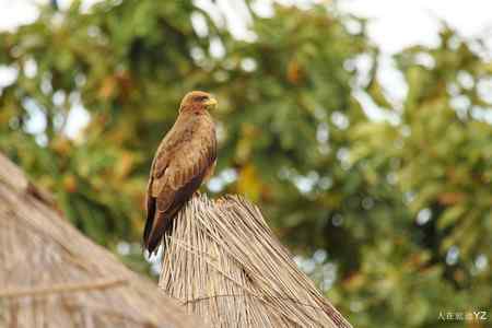 起早了，好困啊！！！