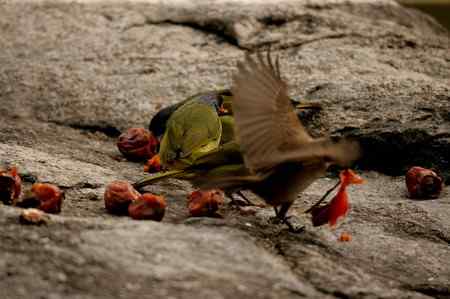 领雀嘴鹎的食姿