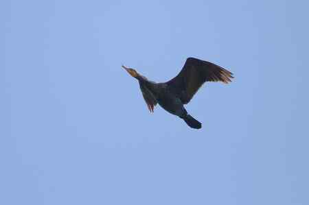 鸬鹚蓝天展翅篇