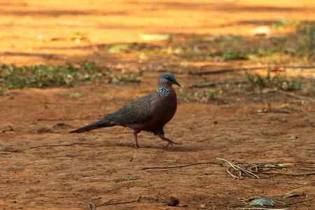 杂片：地上站立的鸟