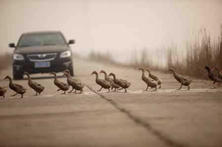 在天津大港湿地拍鸟观鸟