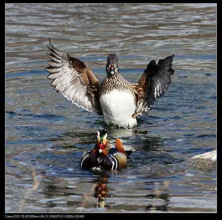鸳鸯做自由体操
