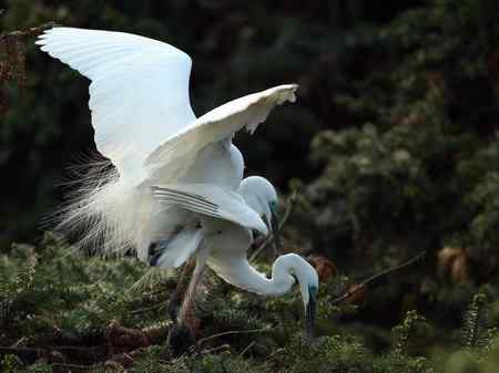 激情象山  白鹭篇（—）