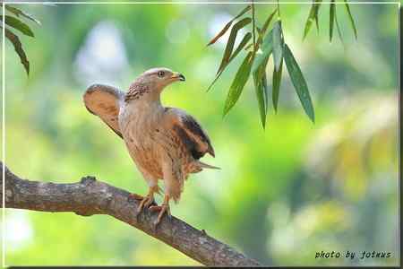 再見蜂鷹 高清晰美图