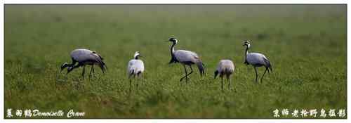 狂热拍鸟 感谢并努力