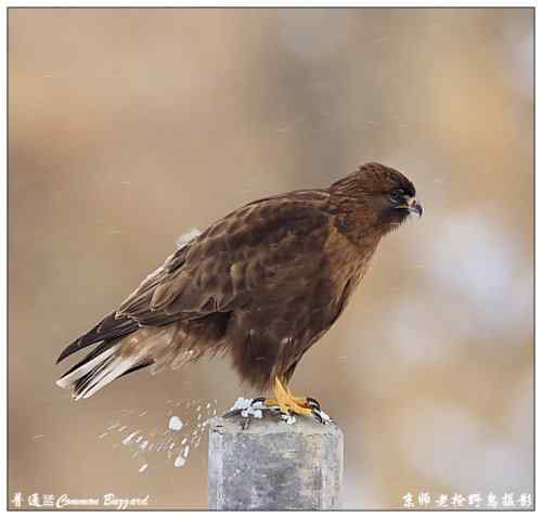 狂热拍鸟 感谢并努力