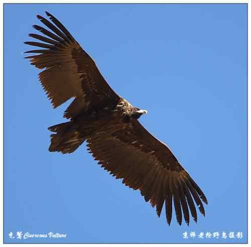 狂热拍鸟 感谢并努力