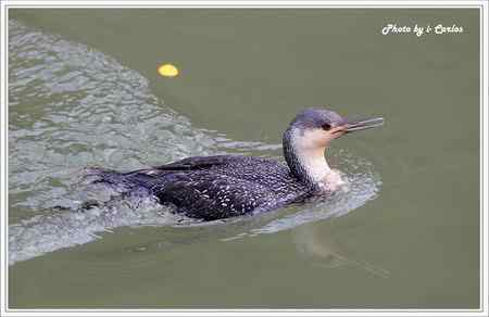 罕见稀有的紅喉潛鳥竟然造访宝岛台湾