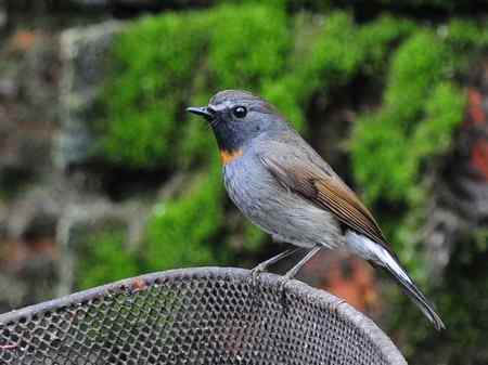 橙胸姬鹟小小鸟