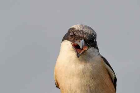 综背伯劳大头贴