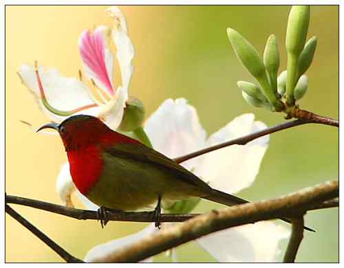 狂热拍鸟 感谢并努力