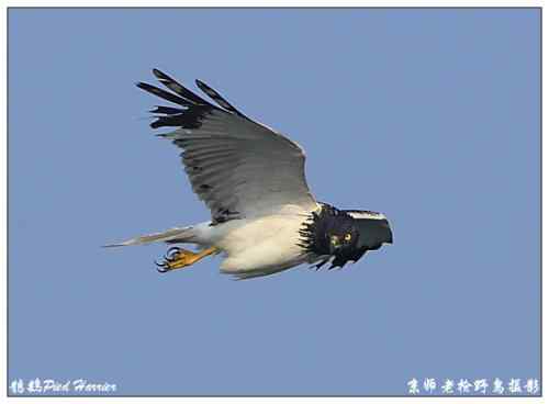 狂热拍鸟 感谢并努力