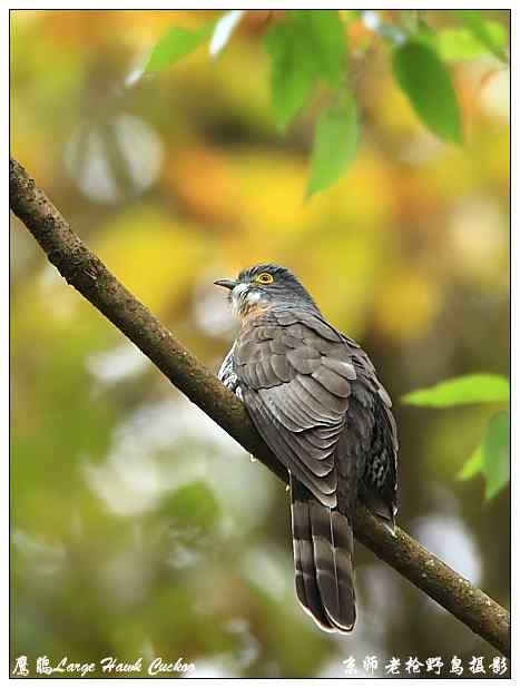 狂热拍鸟 感谢并努力