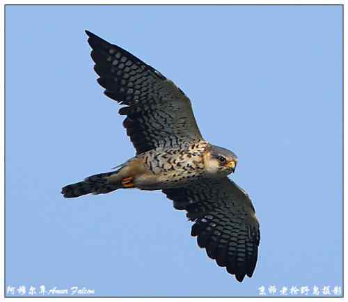 狂热拍鸟 感谢并努力
