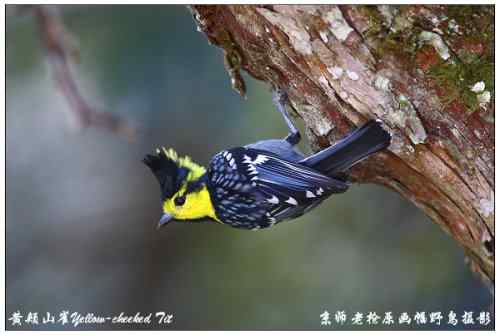 狂热拍鸟 感谢并努力