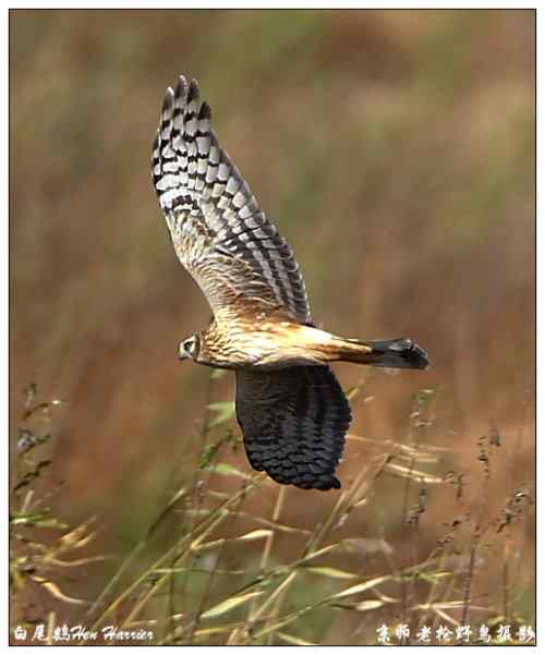 狂热拍鸟 感谢并努力