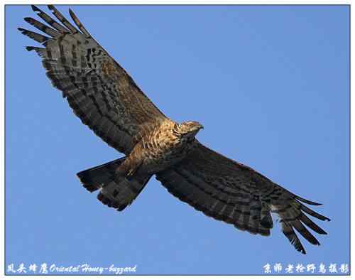 狂热拍鸟 感谢并努力