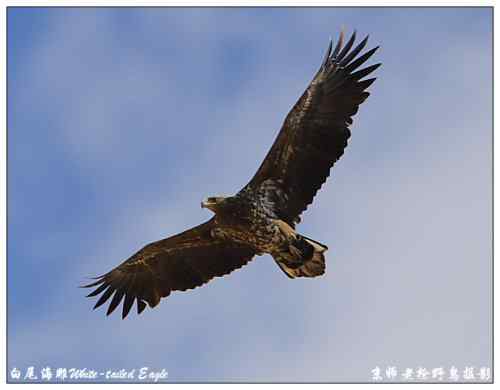 狂热拍鸟 感谢并努力